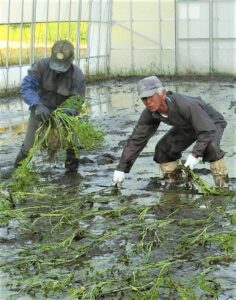 種セリ定植 ｊａ新みやぎ