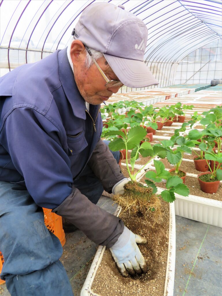 写真説明＝「もういっこ」の原苗を定植する佐々木さん