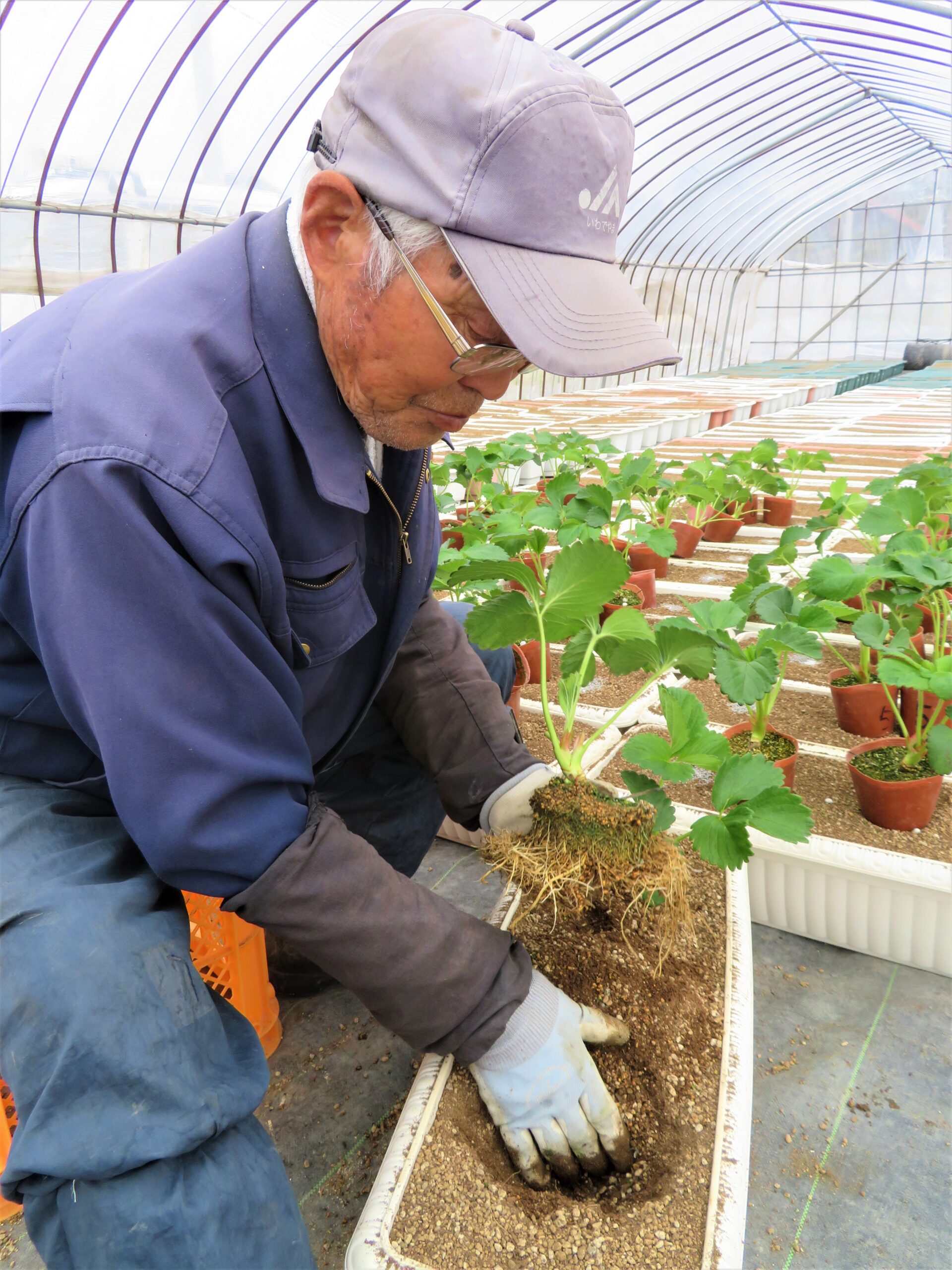 イチゴ親株苗原苗定植 ｊａ新みやぎ