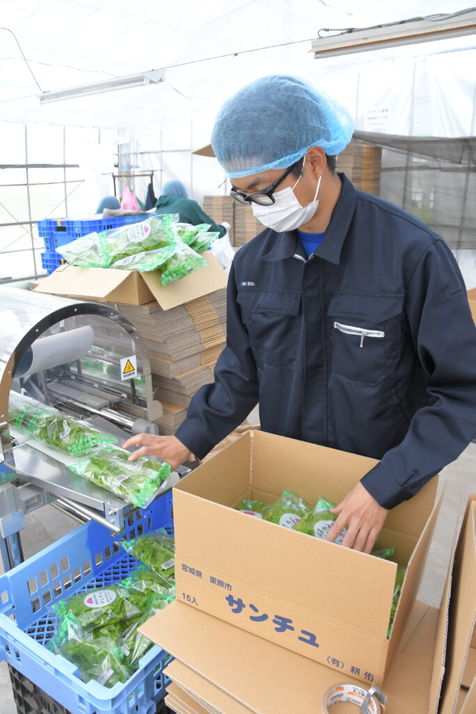 サンチュを箱詰めするＪＡ全中新採用職員