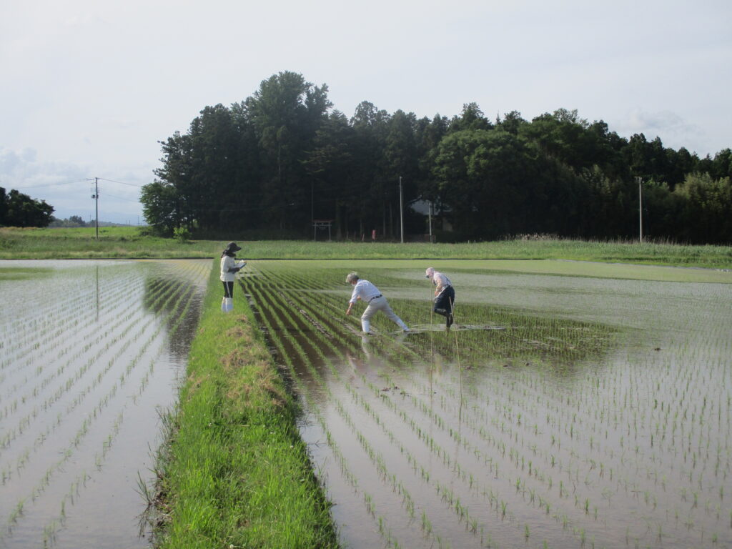 水稲の生育状況を確認する組合員ら