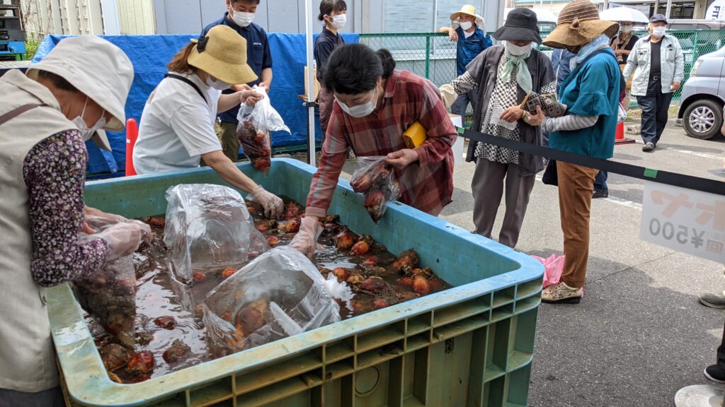 ホヤを袋につめる来場者