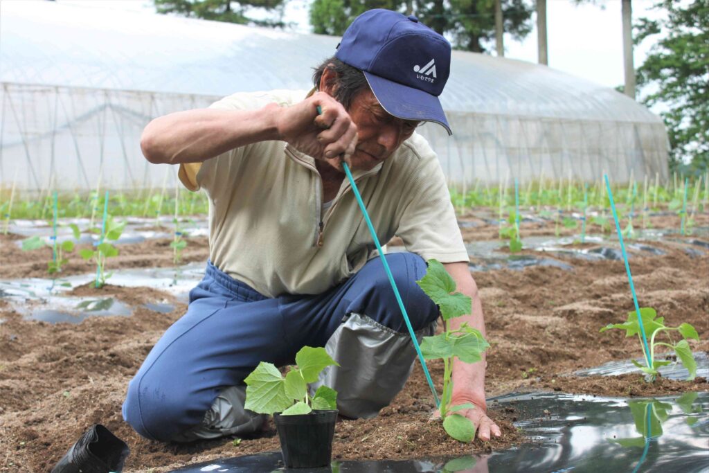 キュウリの植え付け作業をする佐藤さん