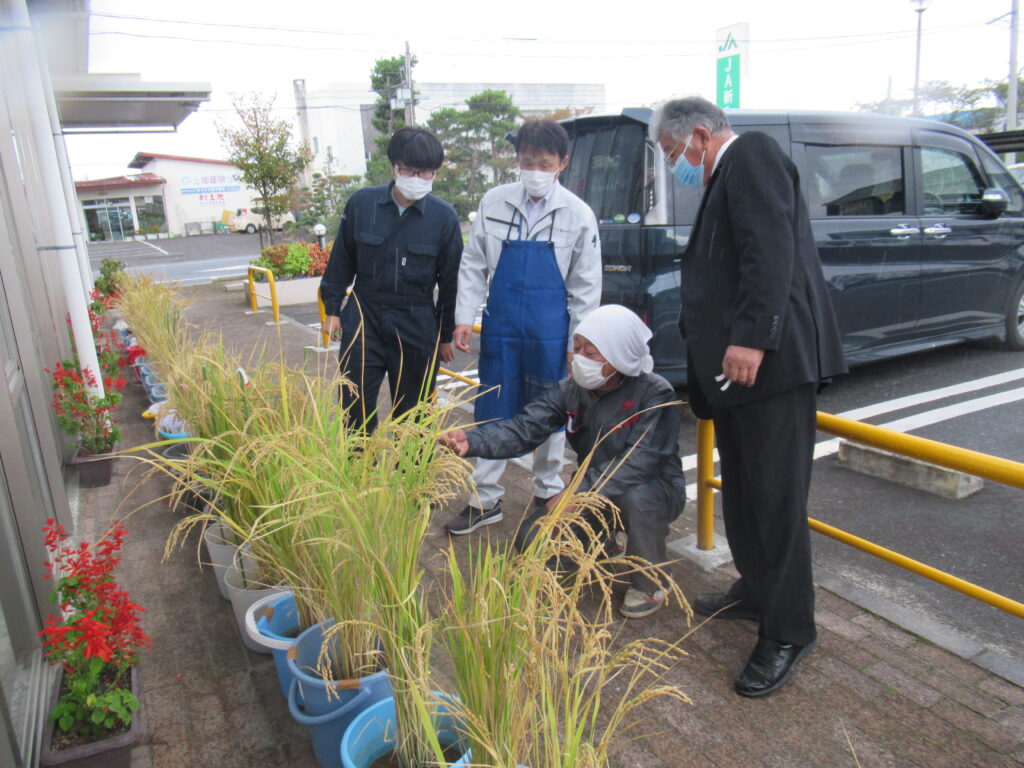 バケツ稲を審査する審査員ら