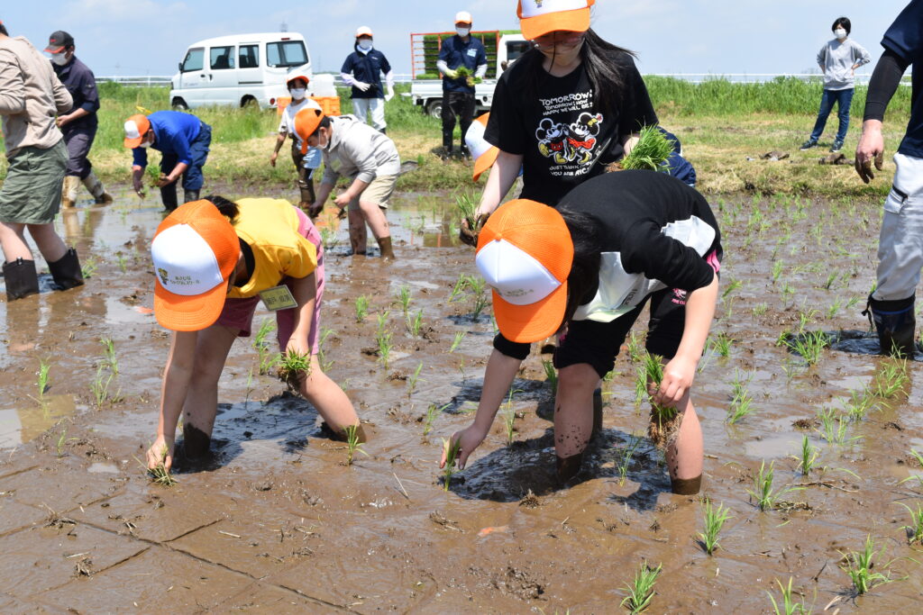 水田の線に沿って苗を植える児童※画像を加工しています